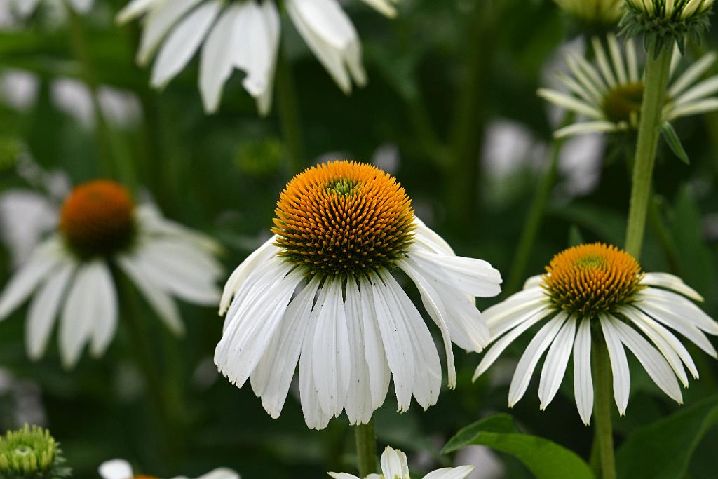 2025-07119602 Tower Hill Botanic Garden, MA.JPG - Coneflower. New England Botanic Garden at Tower Hill, MA, 7-11-2025